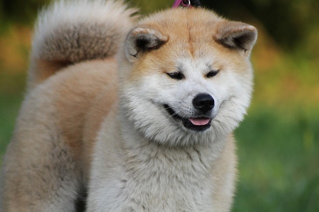 dospělá akita inu