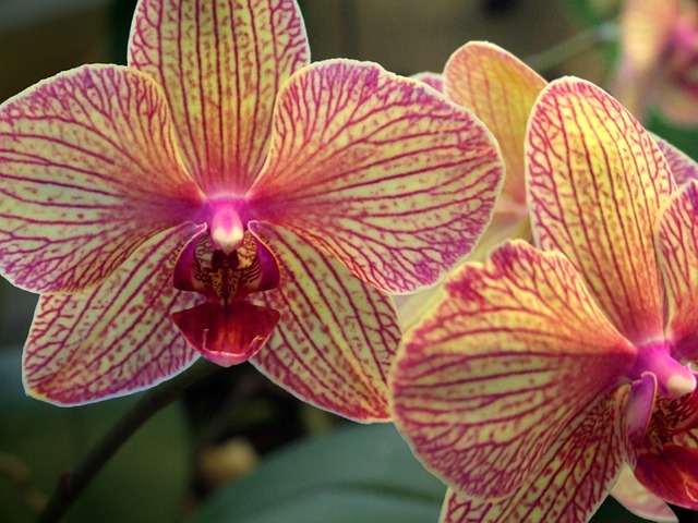 kvetoucí orchidea